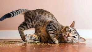 Защо котките обичат валериан